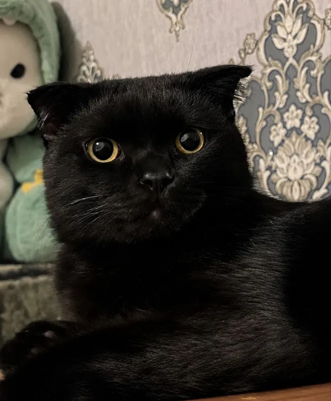 Mushuk sotiladi scottish fold 1 Mushuk sotiladi scottish fold 1