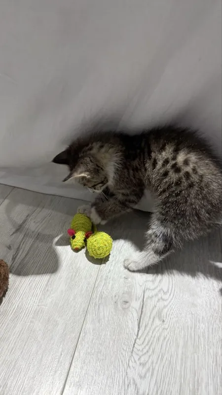 Ищем дом котенку — фото 3
