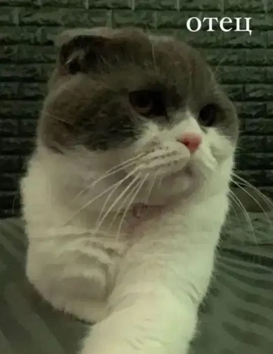 породистые котята 1 породистые котята 1