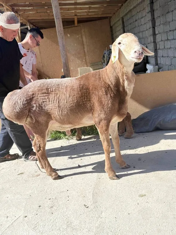 Qoy куй кой qochqorlar sotiladi Aqiqa va boshqa marosmlar 24/7