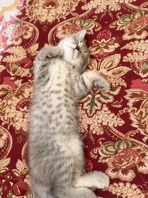 Британский котёнок мальчик 2,5 месяц 2