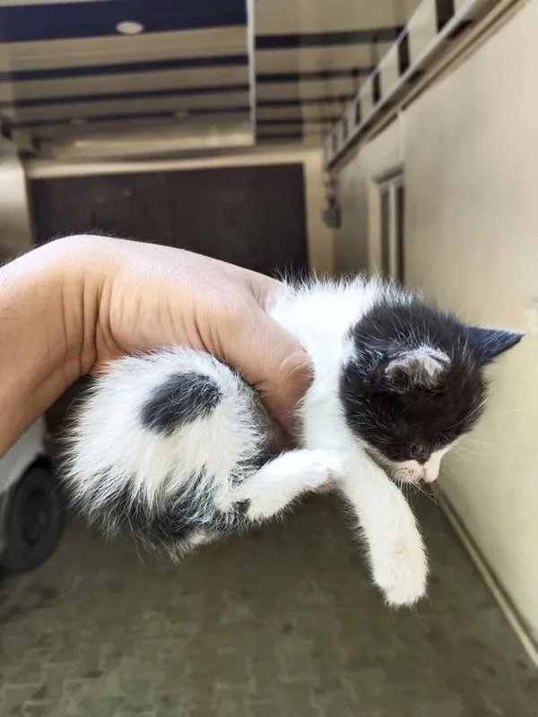 Котёнок улица фаргона Юли Казинка нахожусь — фото 3