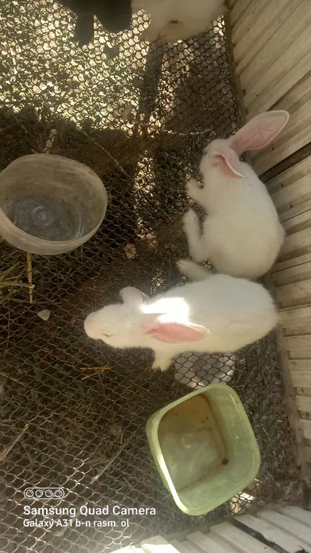 Turfa xil zotdagi quyonlar sotiladi 2