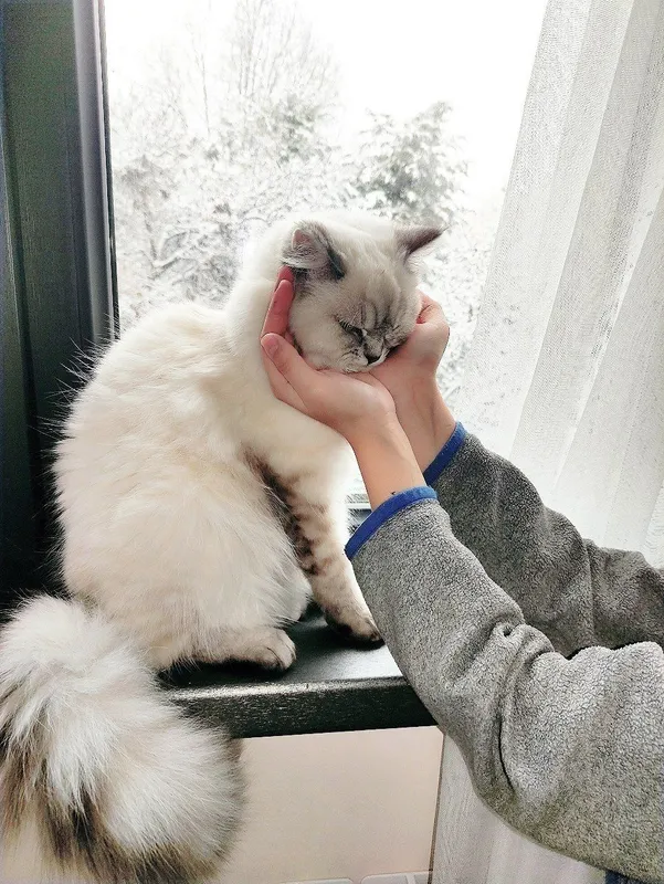 Кошка породы Невская маскарадная 4 Кошка породы Невская маскарадная 4