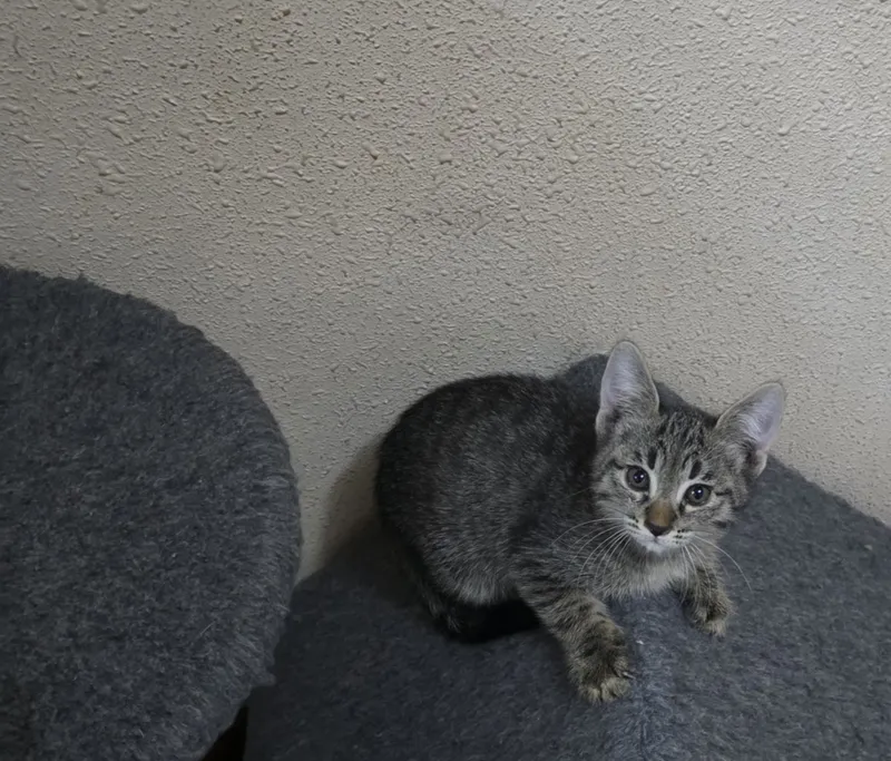 Котята, 3 месяца, бесплатно 2 Котята, 3 месяца, бесплатно 2