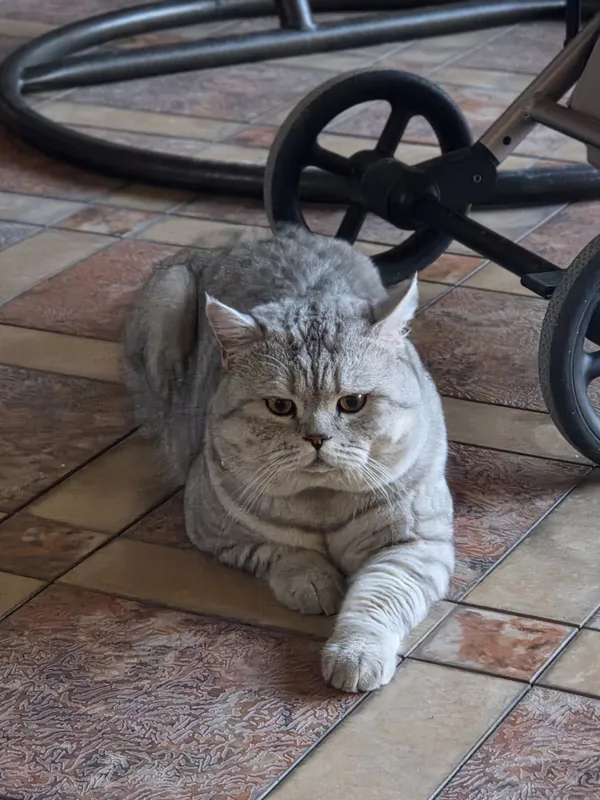 Британский короткошерстная