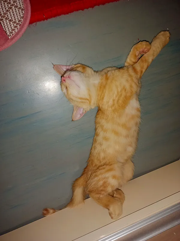 котёнок 2 котёнок 2