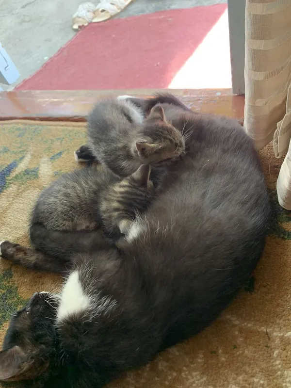 Mushuk. Cat. Кошка — фото 1