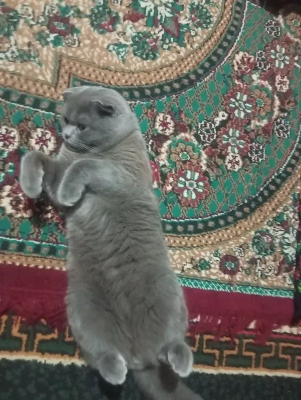 Шотландский вислоухая кошка — фото 3