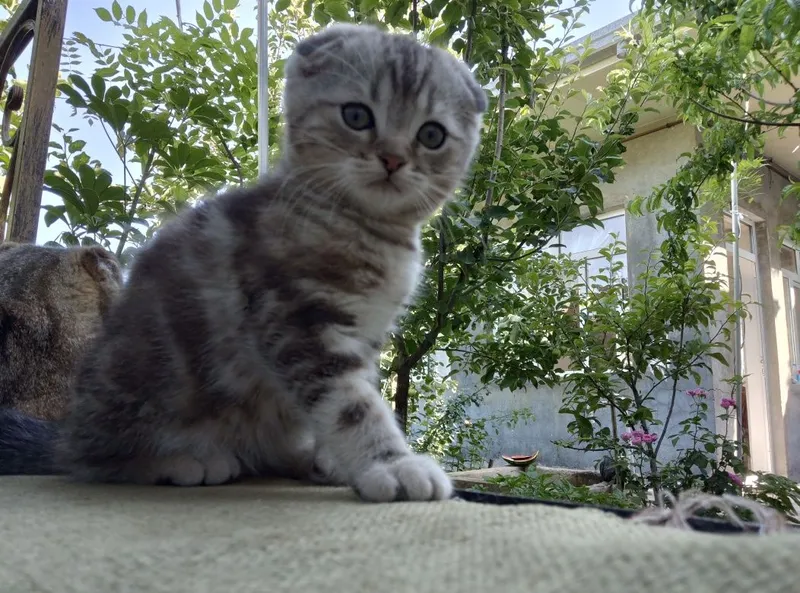 Продаются породистые котята скотиш фолд 2 девочки и 2 мальчика — фото 2