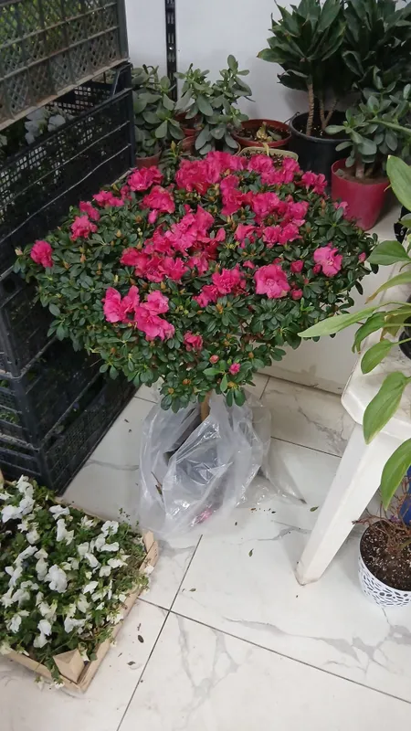 Азалия Azalia Azalea большой куст для подарки отличные выбор — фото 4