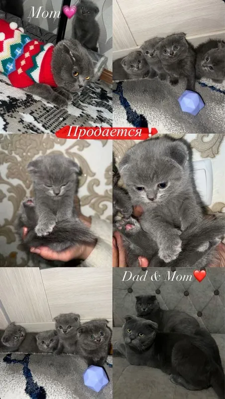 Породистые котята 4 Породистые котята 4