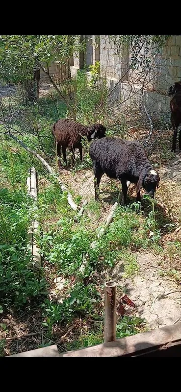 Assalomlekum Qoʻzilar Urgʻochi qoy Qochqor Bogʻoz Qoyla sotiladi 1 Assalomlekum Qoʻzilar Urgʻochi qoy Qochqor Bogʻoz Qoyla sotiladi 1