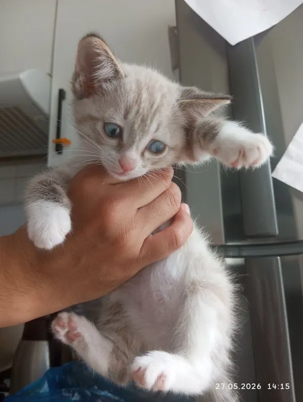 Продам сиамского котенка — фото 1