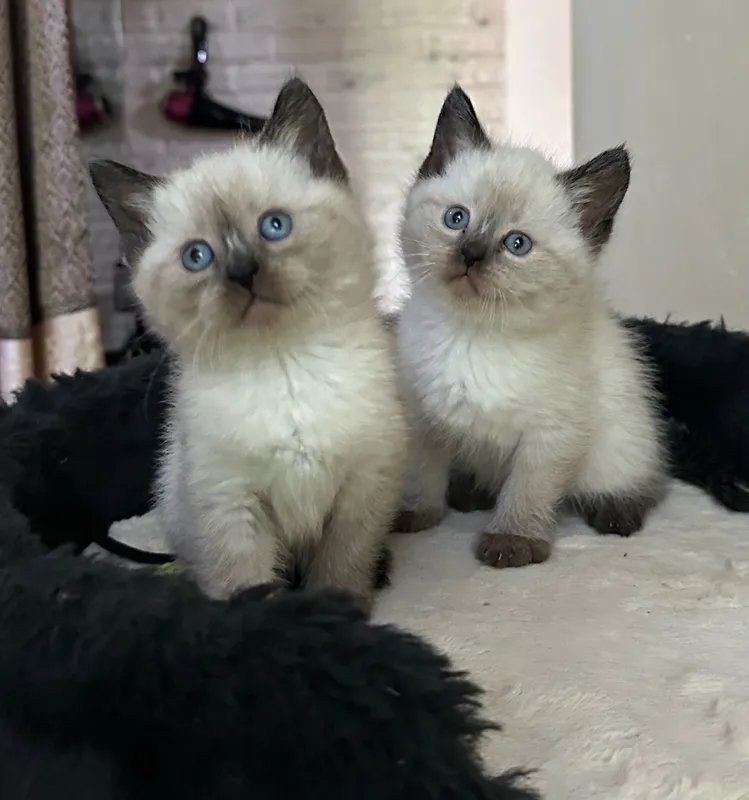 продаются Британские котята — фото 1