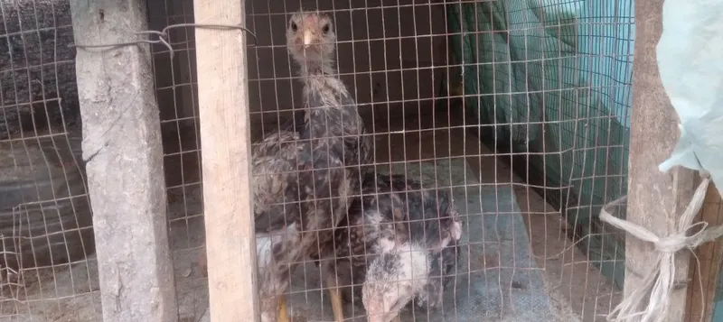Dakan tovuq va yapon jo‘jala 4