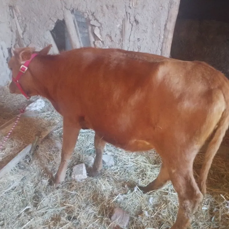 Srochniyga bōgʻoz sotiladi kafolati bilan 6