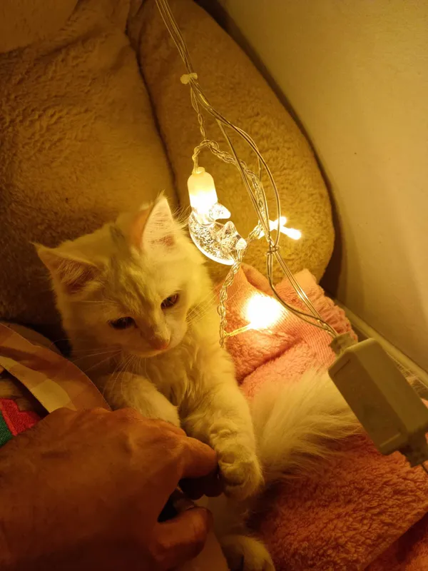 Мушук, кошка, турецский ангорка — фото 1