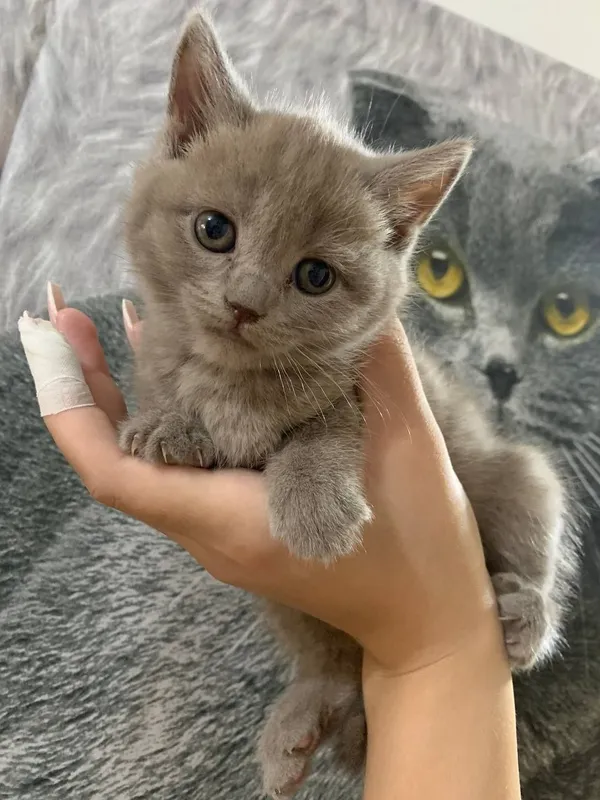 Продаются котята скоттиш фолд и скоттиш страйт — фото 3