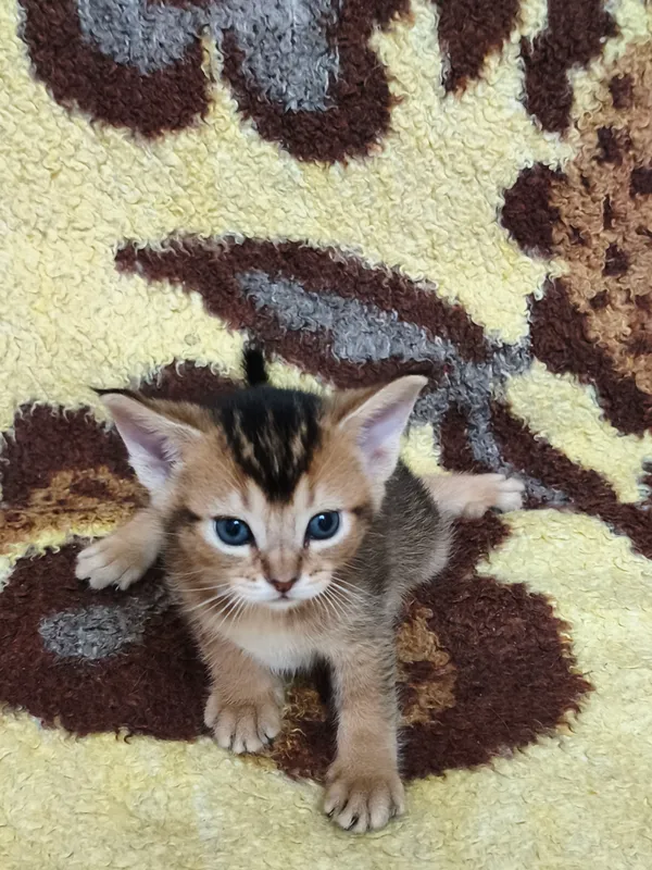 абесинские котята — фото 2 абесинские котята — фото 2