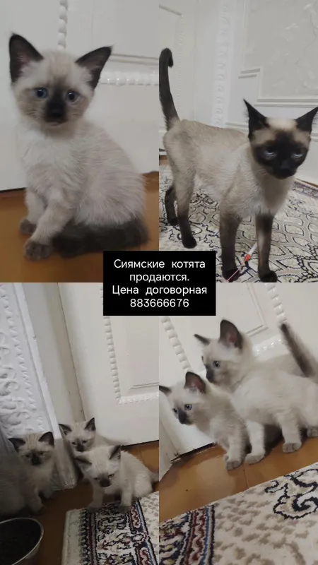 сиямские котята