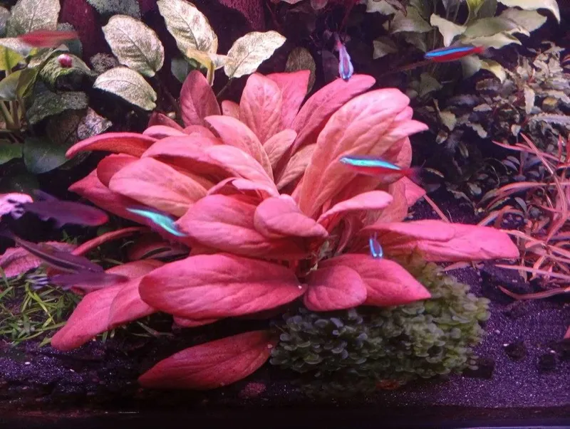 Самолус красный (Samolus parviflorus 'Red'). Аквариумное растение. 2