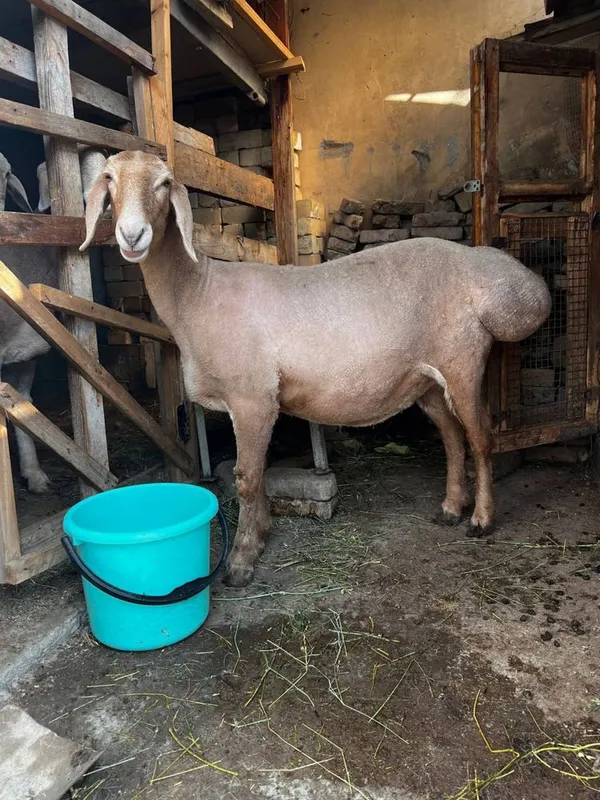 Qo’ylar Sotiladi: 3 ta sog‘lom Arashan qo‘y — фото 1