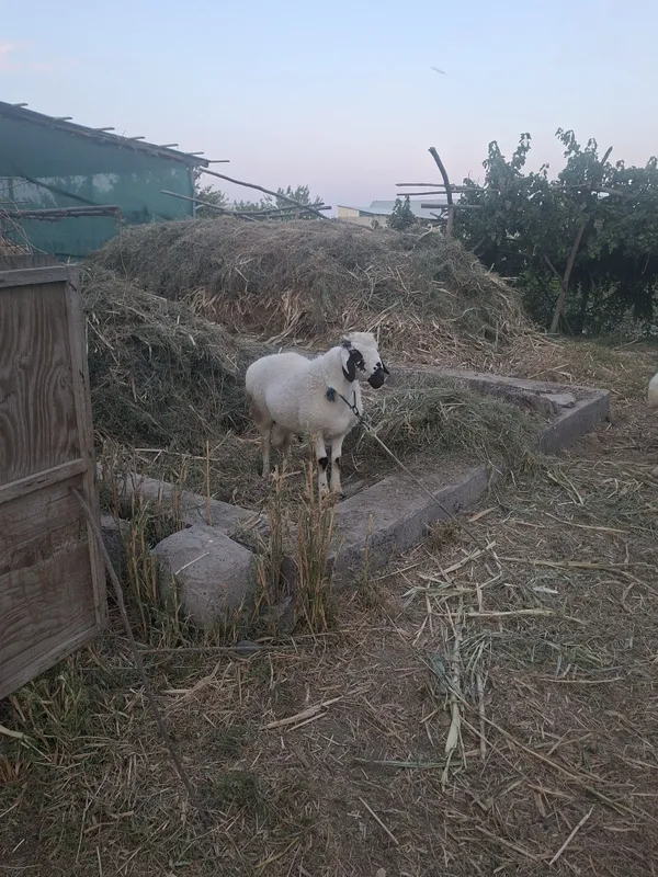 Barra sotiladi 6 oylik 2 Barra sotiladi 6 oylik 2