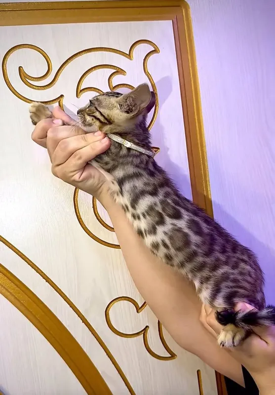 Bengal bolalari sotiladi srochno 1
