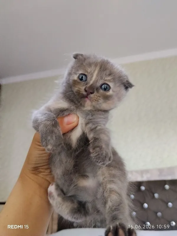 Scottish fold — фото 3 Scottish fold — фото 3