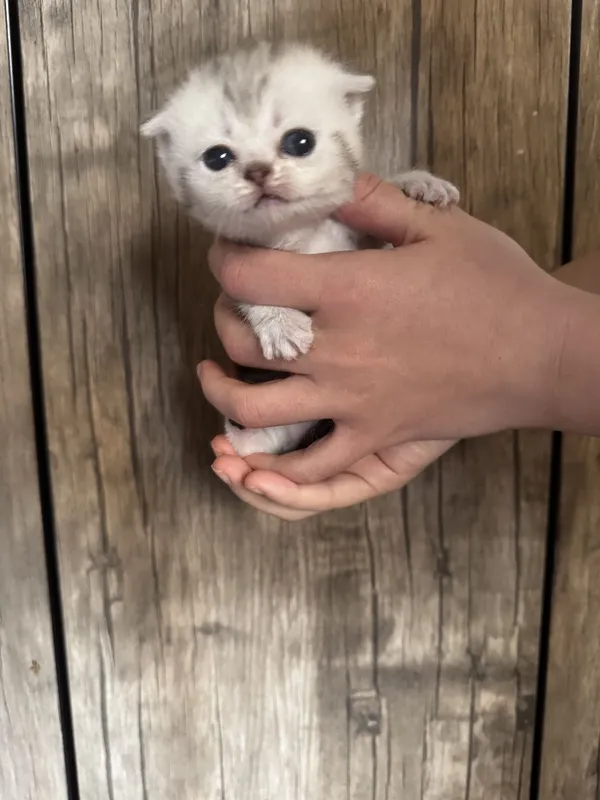 Котенок породы скотиш фолд, мальчик 2 Котенок породы скотиш фолд, мальчик 2