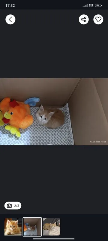 Котята рыжие 2 и 3 месяца 2 Котята рыжие 2 и 3 месяца 2