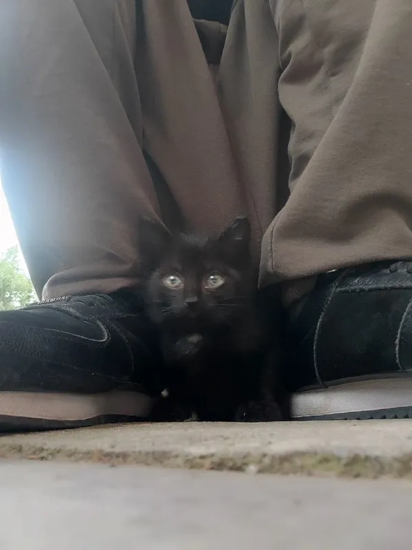 Черный котёнок, 1,5 месяца — фото 7