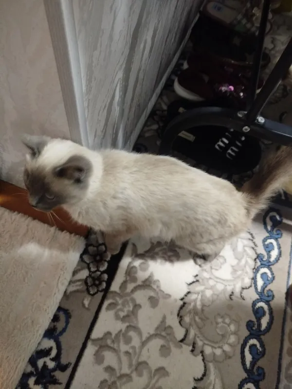 Uy xona mushugi 1 Uy xona mushugi 1