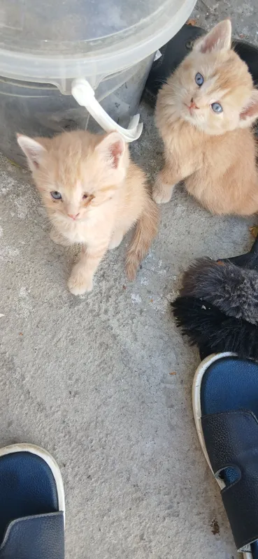 Котята бесплатно 2 Котята бесплатно 2