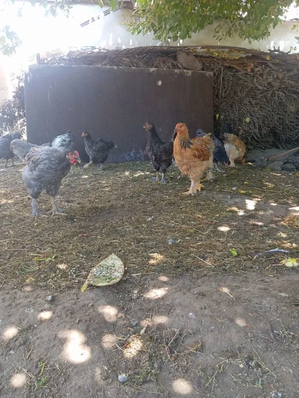 Продаётся куры породы Брама. 2