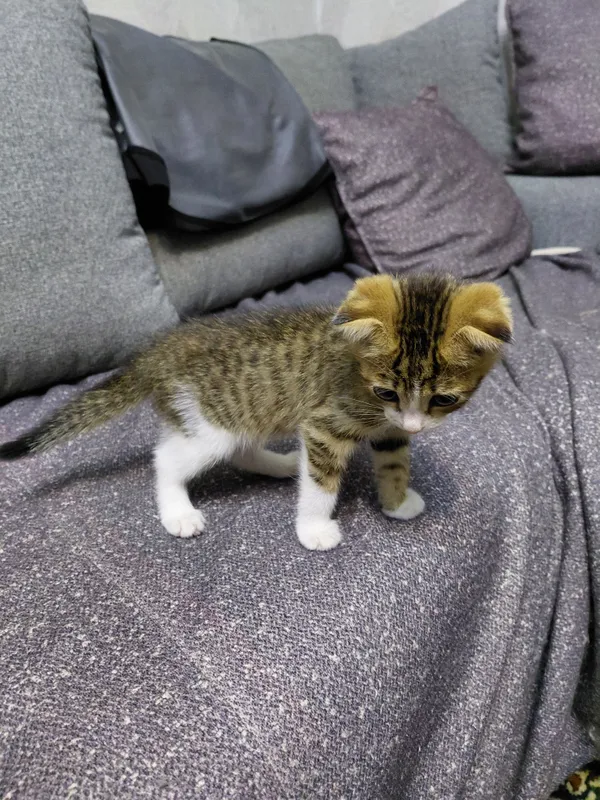 отдам котёнка только в добрые руки