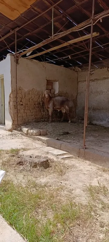 Arashan qoʻy 1 yosh boʻldi