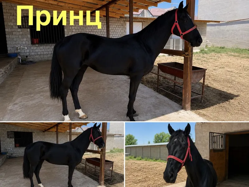 Ахалтекин отлари — фото 2