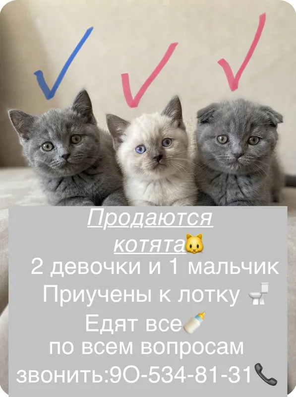 котята котята