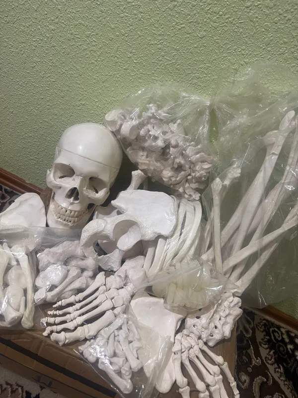 Anatomik skelet