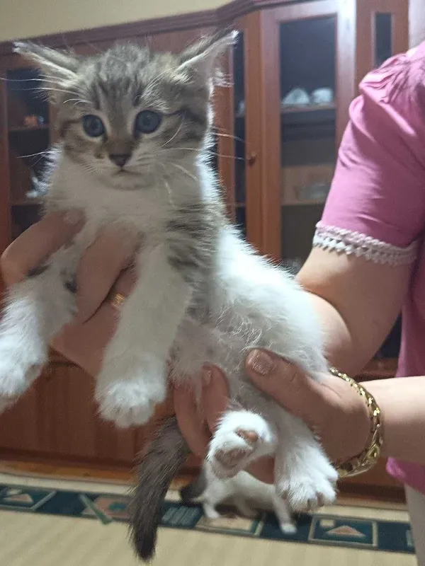 Сибирские котята — фото 1