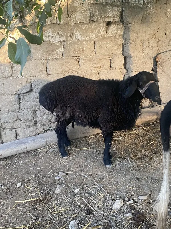 1 ta qoʻchqor 1 urgʻochi qoʻy bor hali tugʻmagan yeb ichishi zoʻr 6