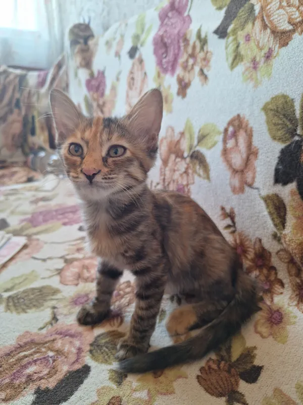 Отдаем котят в добрые руки 1 Отдаем котят в добрые руки 1