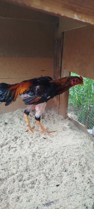 Dakanlar sotiladi narxini kelishamiz
