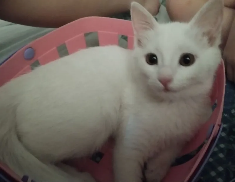 котенок девочка — фото 2