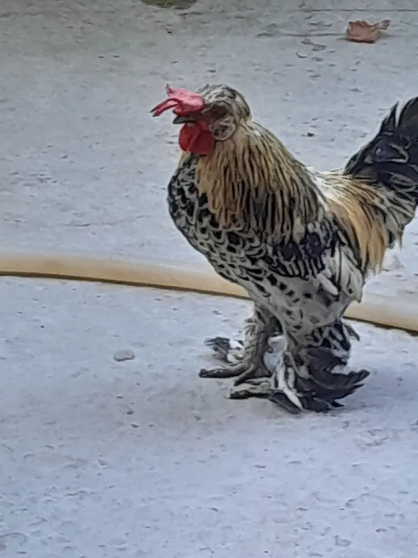 yapon xoʻroz 2