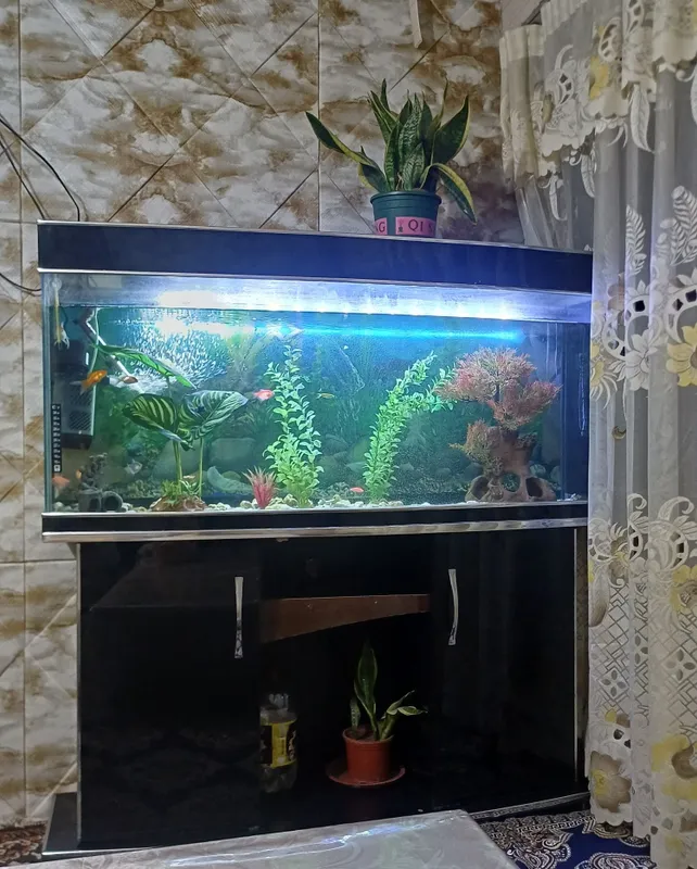 250litrli akvarium sotiladi pastavkasi bilan icida 13 ta baligi bilan 1 250litrli akvarium sotiladi pastavkasi bilan icida 13 ta baligi bilan 1