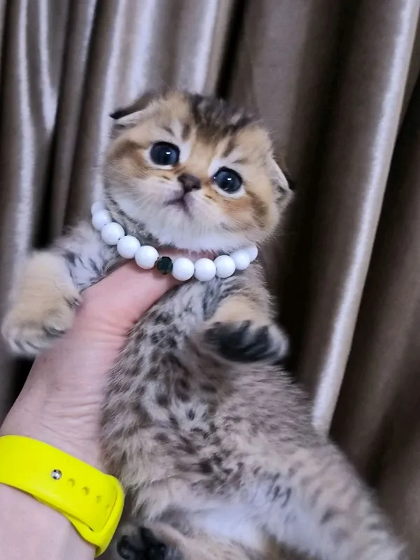 шикарные котята от правильной вязки — фото 1