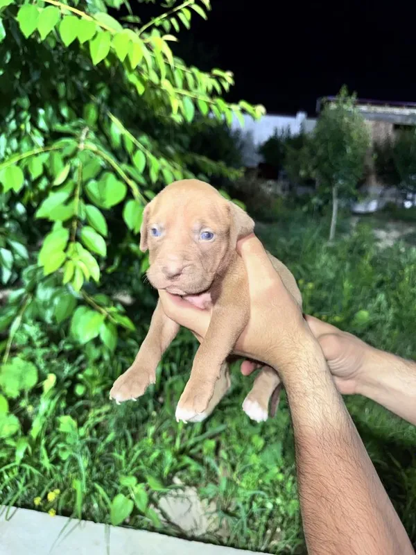 Pitbull bolalari — фото 6